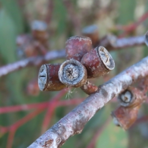 Eucalyptus nortonii at Kambah, ACT - 7 Mar 2023