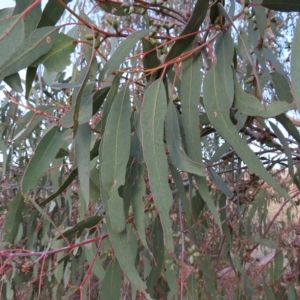 Eucalyptus nortonii at Mount Taylor - 7 Mar 2023 07:28 PM