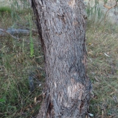 Eucalyptus nortonii at Mount Taylor - 7 Mar 2023 07:28 PM