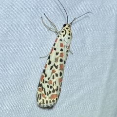 Utetheisa pulchelloides (Heliotrope Moth) at Jerrabomberra, NSW - 6 Mar 2023 by SteveBorkowskis