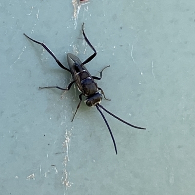 Evaniidae (family) (Hatchet wasp) at Molonglo River Reserve - 7 Mar 2023 by Steve_Bok