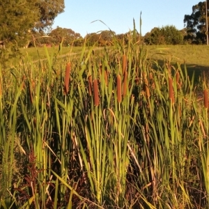 Typha orientalis at Bonython, ACT - 7 Mar 2023