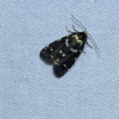 Lepidoscia confluens (A Case moth) at Jerrabomberra, NSW - 6 Mar 2023 by SteveBorkowskis