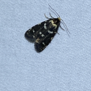 Lepidoscia confluens at Jerrabomberra, NSW - 6 Mar 2023