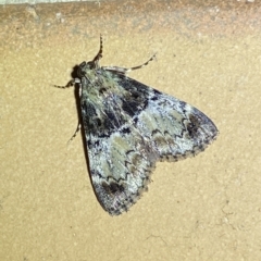 Orthaga thyrisalis (Teatree Web Moth) at Jerrabomberra, NSW - 6 Mar 2023 by Steve_Bok