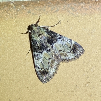 Orthaga thyrisalis (Teatree Web Moth) at Jerrabomberra, NSW - 6 Mar 2023 by SteveBorkowskis