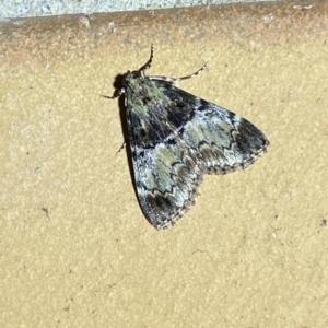 Orthaga thyrisalis at Jerrabomberra, NSW - 6 Mar 2023