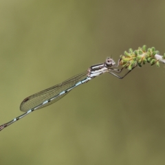 Austrolestes leda (Wandering Ringtail) at Albury, NSW - 4 Mar 2023 by KylieWaldon