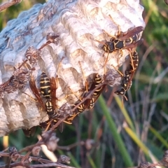 Polistes (Polistes) chinensis (Asian paper wasp) at Stranger Pond - 7 Mar 2023 by michaelb