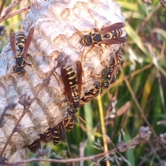 Polistes (Polistes) chinensis at Bonython, ACT - 7 Mar 2023