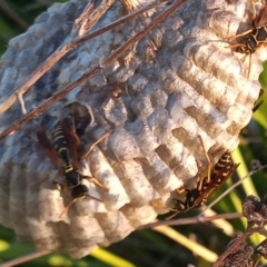 Polistes (Polistes) chinensis at Bonython, ACT - 7 Mar 2023