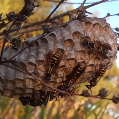 Polistes (Polistes) chinensis at Bonython, ACT - 7 Mar 2023