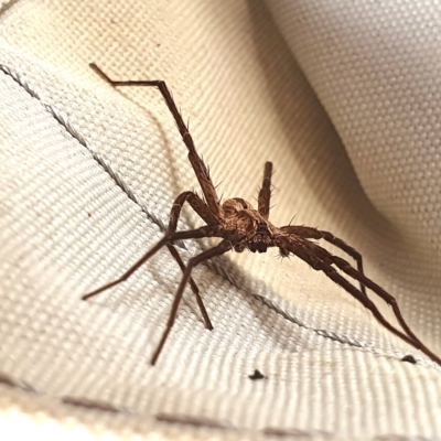 Argoctenus sp. (genus) (Wandering ghost spider) at Yass River, NSW - 5 Mar 2023 by SenexRugosus