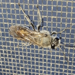 Pison sp. (genus) (Black mud-dauber wasp) at Rugosa - 5 Mar 2023 by SenexRugosus