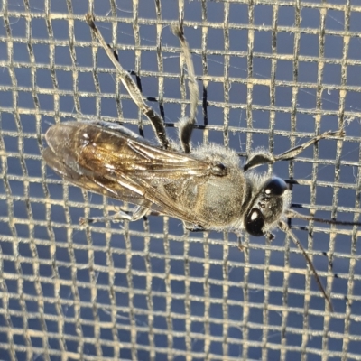 Pison sp. (genus) (Black mud-dauber wasp) at Yass River, NSW - 5 Mar 2023 by SenexRugosus