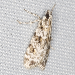 Scoparia chiasta at O'Connor, ACT - 28 Feb 2023 10:40 PM