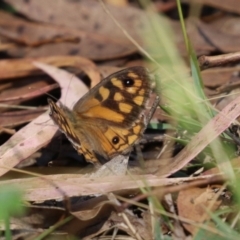 Geitoneura klugii (Marbled Xenica) at Paddys River, ACT - 7 Mar 2023 by RodDeb