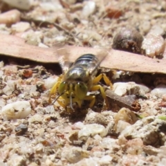 Bembix sp. (genus) (Unidentified Bembix sand wasp) at Tidbinbilla Nature Reserve - 7 Mar 2023 by RodDeb