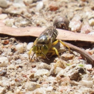 Bembix sp. (genus) at Paddys River, ACT - 7 Mar 2023