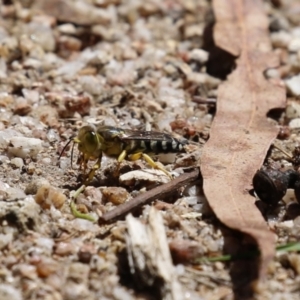 Bembix sp. (genus) at Paddys River, ACT - 7 Mar 2023