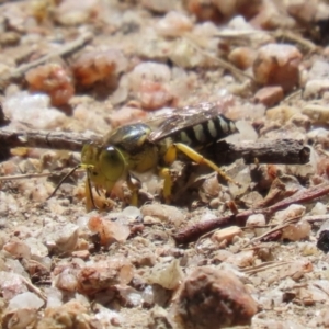 Bembix sp. (genus) at Paddys River, ACT - 7 Mar 2023