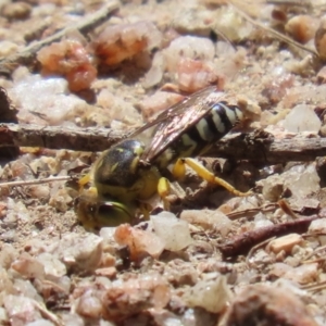 Bembix sp. (genus) at Paddys River, ACT - 7 Mar 2023