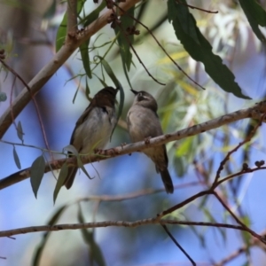 Melithreptus brevirostris at Paddys River, ACT - 7 Mar 2023 11:55 AM