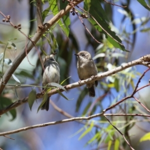 Melithreptus brevirostris at Paddys River, ACT - 7 Mar 2023 11:55 AM