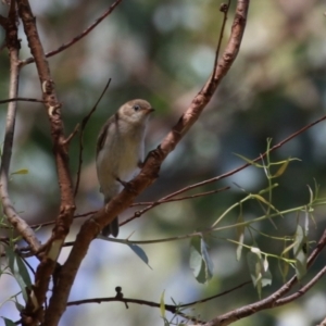 Melithreptus brevirostris at Paddys River, ACT - 7 Mar 2023 11:55 AM