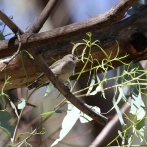 Melithreptus brevirostris at Paddys River, ACT - 7 Mar 2023 11:55 AM