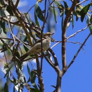 Melithreptus brevirostris at Paddys River, ACT - 7 Mar 2023 11:55 AM