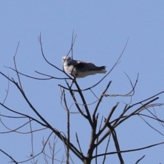 Elanus axillaris (Black-shouldered Kite) at Kingston, ACT - 7 Mar 2023 by RodDeb