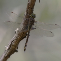 Anax papuensis (Australian Emperor) at Jerrabomberra Wetlands - 7 Mar 2023 by RodDeb