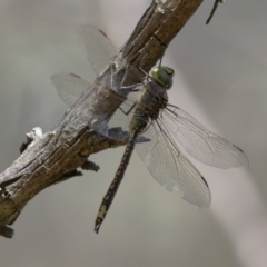 Anax papuensis at Fyshwick, ACT - 7 Mar 2023