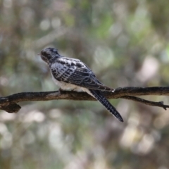 Cacomantis pallidus (Pallid Cuckoo) at Jerrabomberra Wetlands - 7 Mar 2023 by RodDeb