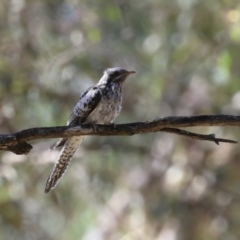 Cacomantis pallidus at Fyshwick, ACT - 7 Mar 2023