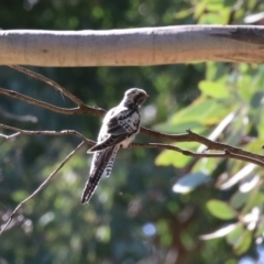 Cacomantis pallidus at Fyshwick, ACT - 7 Mar 2023 04:46 PM