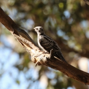 Cacomantis pallidus at Fyshwick, ACT - 7 Mar 2023