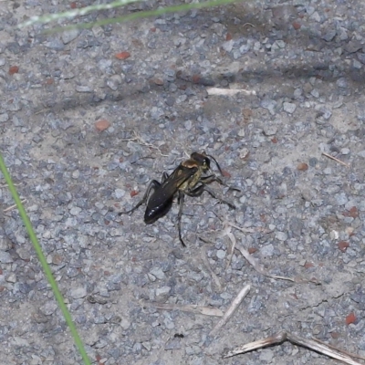 Sphex sp. (genus) at  - suppressed by TimL