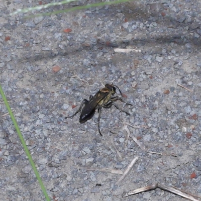 Sphex sp. (genus) at Wellington Point, QLD - 7 Mar 2023 by TimL