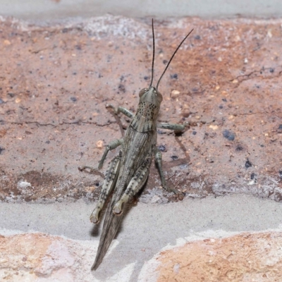 Valanga irregularis at  - suppressed by TimL
