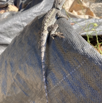 Amphibolurus muricatus (Jacky Lizard) at Mount Majura - 6 Mar 2023 by waltraud