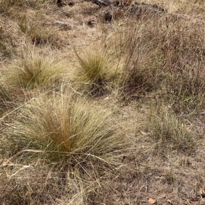 Nassella trichotoma (Serrated Tussock) at Watson, ACT - 6 Mar 2023 by waltraud