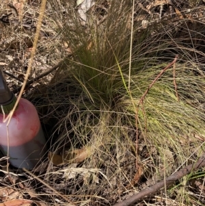 Nassella trichotoma at Watson, ACT - 6 Mar 2023 04:40 PM