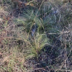 Nassella trichotoma (Serrated Tussock) at Watson, ACT - 6 Mar 2023 by waltraud