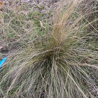 Nassella trichotoma (Serrated Tussock) at Watson, ACT - 22 Feb 2023 by waltraud