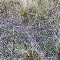 Nassella trichotoma (Serrated Tussock) at Watson, ACT - 22 Feb 2023 by waltraud