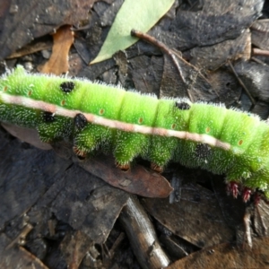 Opodiphthera helena at Charleys Forest, NSW - 23 Feb 2022