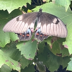 Papilio aegeus (Orchard Swallowtail, Large Citrus Butterfly) at Wanniassa, ACT - 8 Mar 2023 by wodiwodi