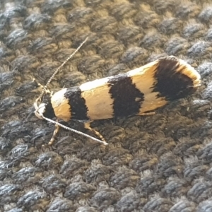 Telecrates melanochrysa at Wanniassa, ACT - 8 Mar 2023